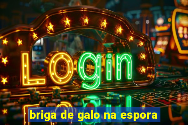 briga de galo na espora